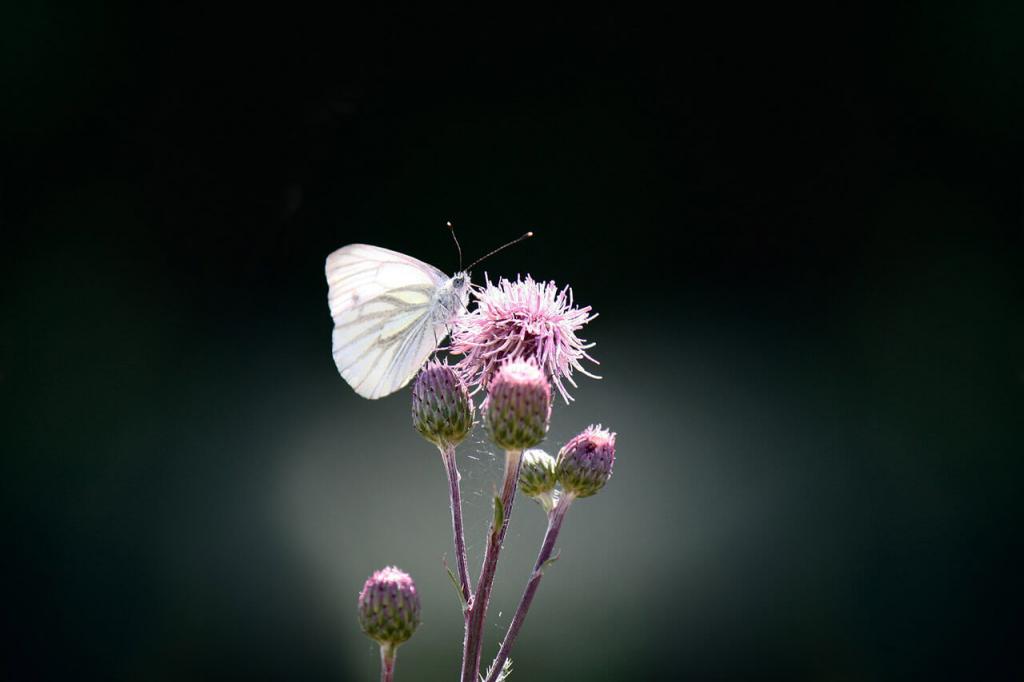 butterfly-1663482_1920_klein © (c) Grünader-Weißling / Pixabay