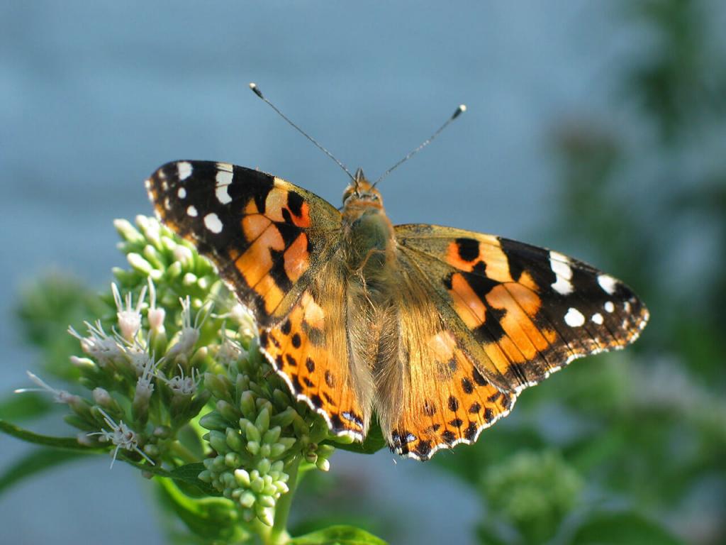 Schmetterlinge Bestimmen In Deinem Garten Bluhendes Osterreich