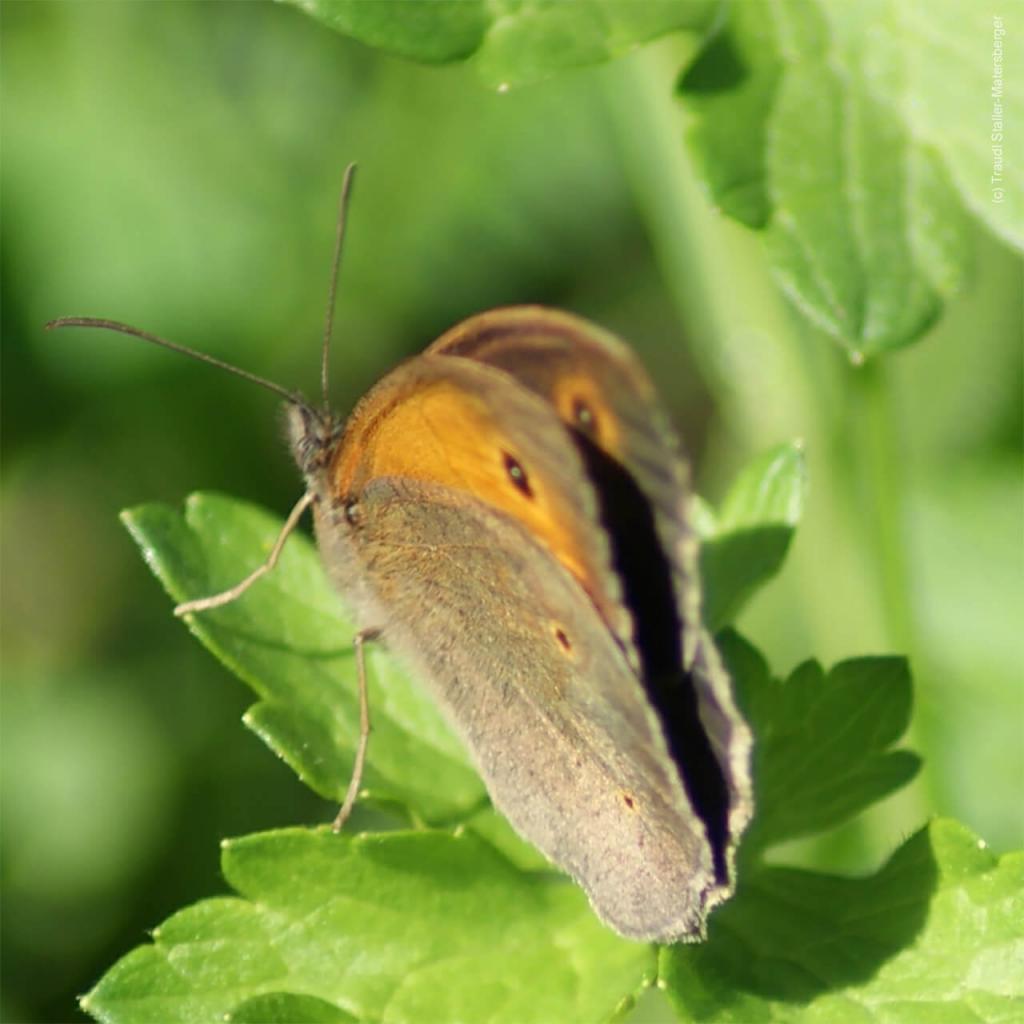 kleineswiesenvoegelchen © (c) Kleines Wiesenvögelchen / Pixabay Kleines Wiesenvoegelchen