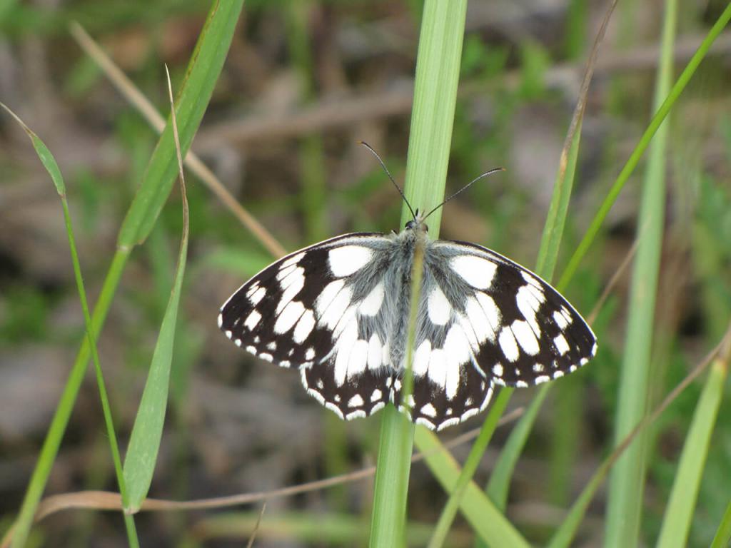 schachbrett_1_pixabay.com_klein © (c) Schachbrett / Pixabay Schmetterling Schachbrett