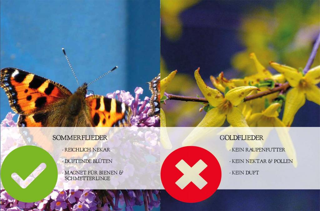 schmetterlingsflieder vs sommerflieder