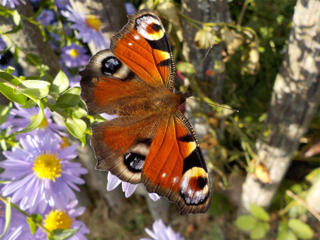 tagpfauenauge_1_pixabay.com_klein © (c) Tagpfauenauge / Pixabay Schmetterlinge bestimmen: Tagpfauenauge