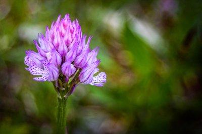 Wiesenblume Helm-Knabenkraut