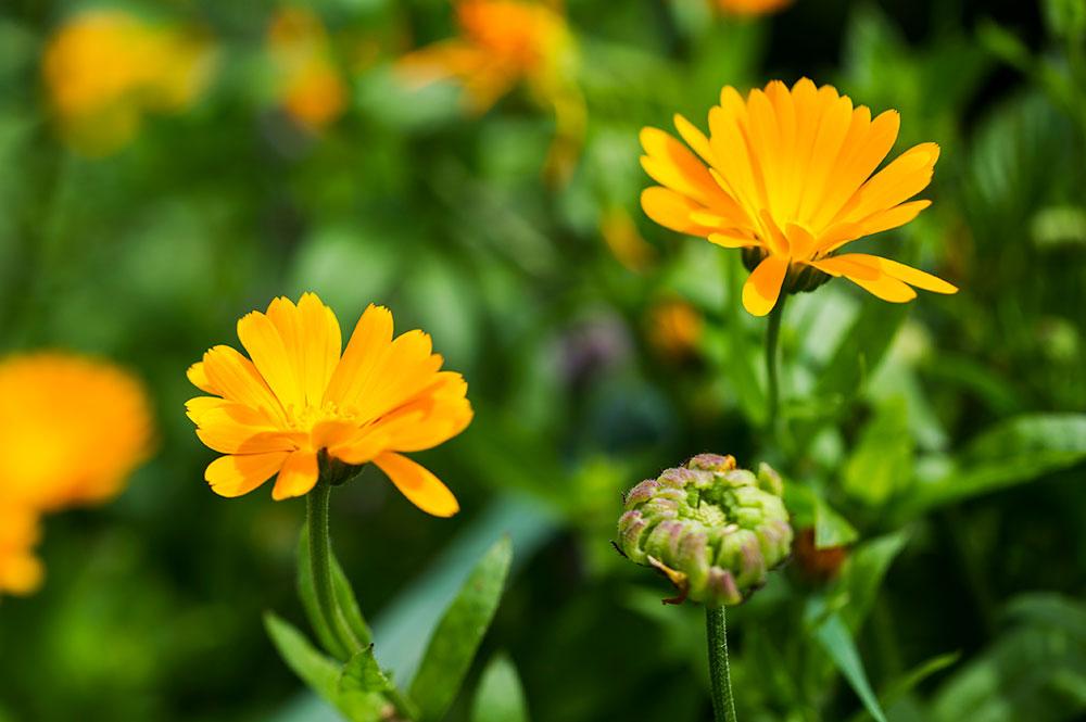 heilkraeuter-ringelblume © Alex Papis Ringelblume