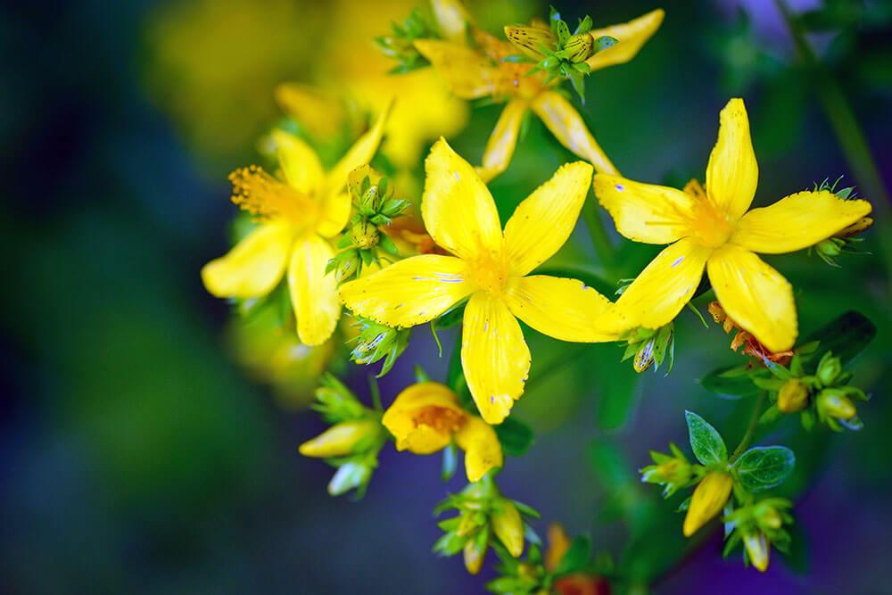 Johanniskraut Hausapotheke © Nataliia Melnychuk / shutterstock.com Johanniskraut Hausapotheke