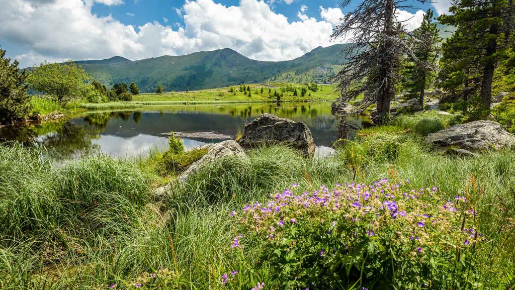 Nockberge. (c) DeepGreen / Shutterstock © DeepGreen/Shutterstock.com Kraeuterwanderung Nockberge
