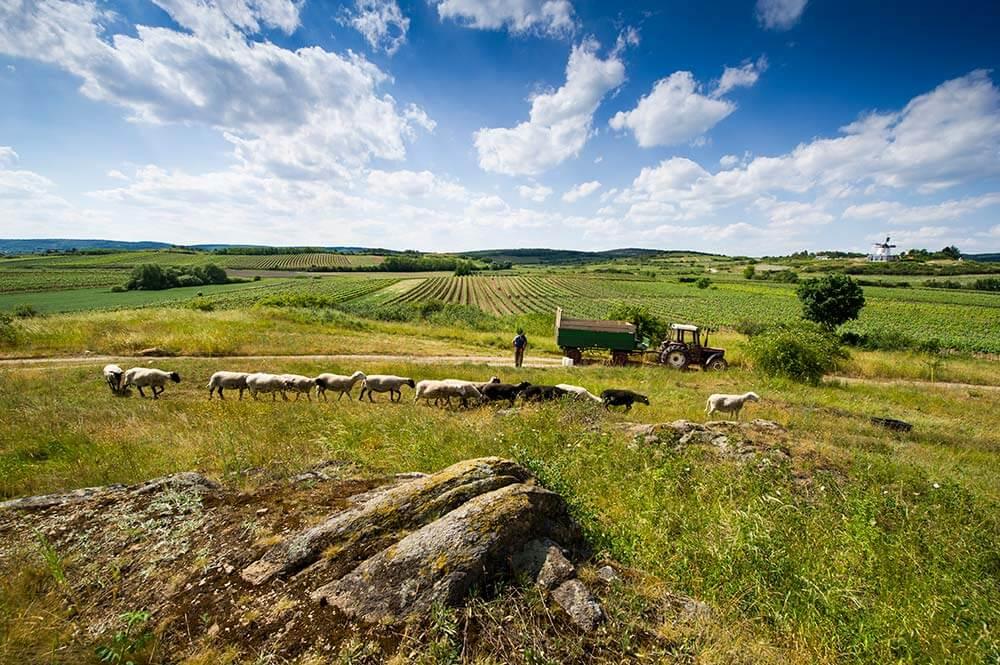 naturschutz-im-der-gemeinde-oekologische-flaechen-retz © (c) Blühendes Österreich / Alex Papis Naturschutz in der Gemeinde