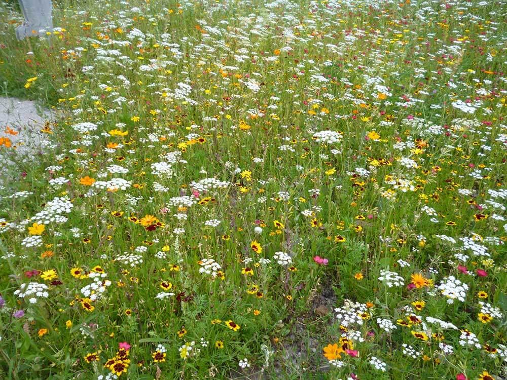 Bunte Blumenwiese © Sophie Jäger-Katzmann Bunte Blumenwiese (c) Sophie Jäger-Katzmann