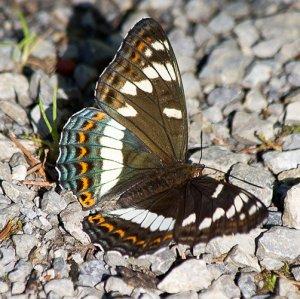 Das meist gelikte Foto vom Großen Eisvogel von Dietmar Kain Schmetterling Eisvogel