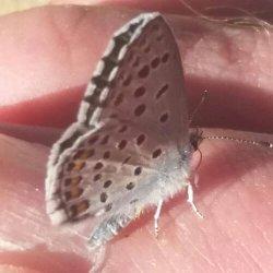 Thymian Bläuling von Sylvia Brandtner © Thymian Bläuling von Sylvia Brandtner Schmetterling Thymian Blaeuling