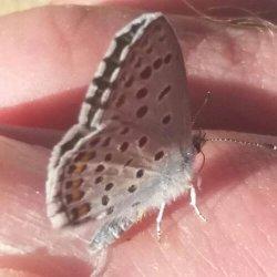 Schmetterling Thymian Blaeuling