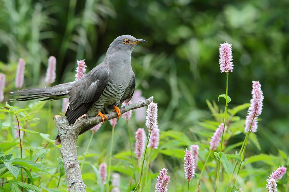 Kuckuck im Freien © D. Yakubovicht / Shutterstock.com Kuckuck im Freien