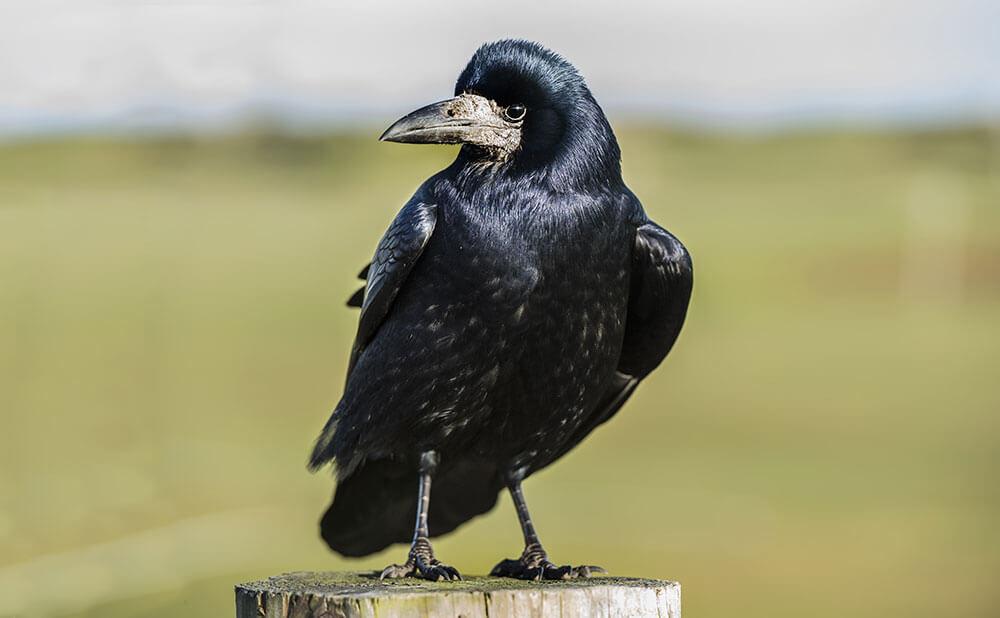 Saatkrähe, sitzend © Abi Warner / Shutterstock.com sitzende Saatkrähe