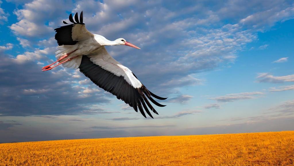 Zugvogel Weißstorch. Credits: Muatart / shutterstock © Muatart / shutterstock Zugvögel Weißstorch