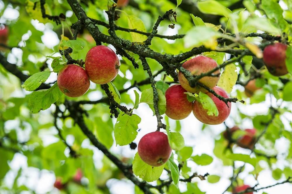 Rote Äpfel auf Ast hängend