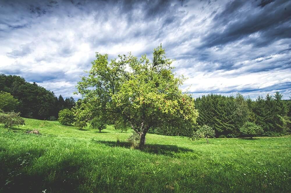 Lebensraum Streuobstwiese © Blühendes Österreich / Alex Papis Lebensraum Streuobstwiese