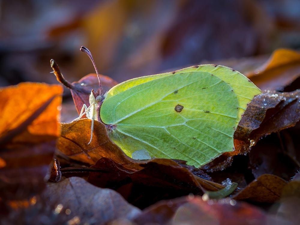 Zitronenfalter © Jolanda Aalbers / www.shutterstock.com Zitronenfalter