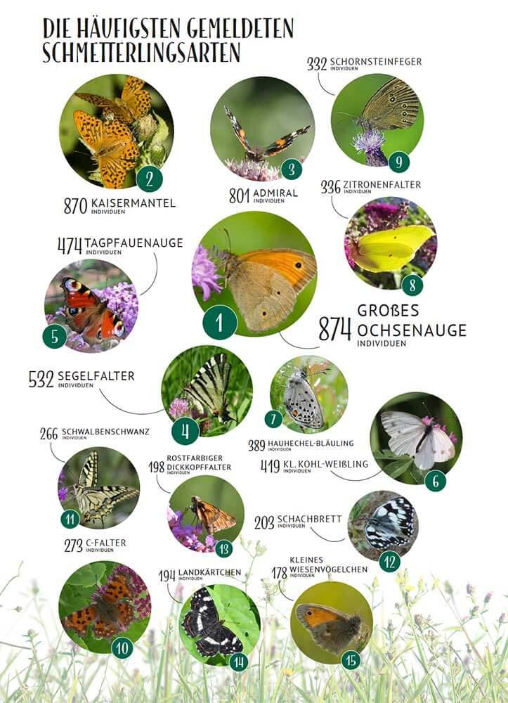 schmetterlingszaehlung-die-haeufigsten © Blühendes Österreich App