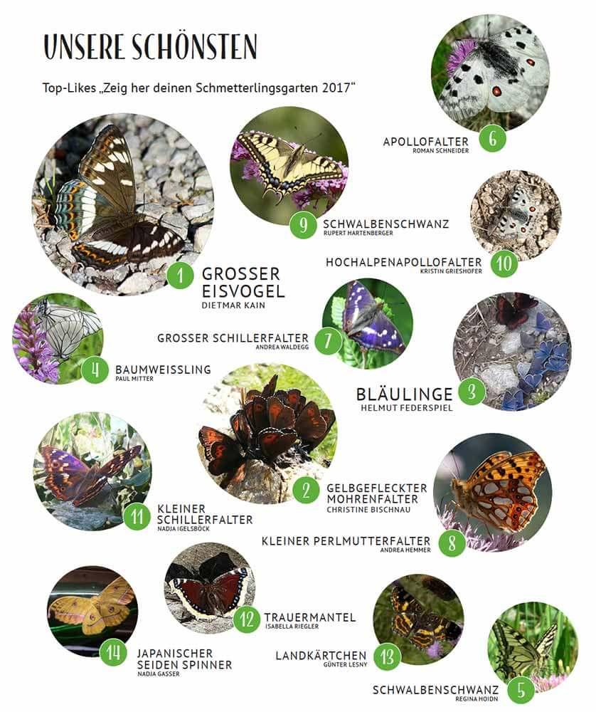 schmetterlingszaehlung-die-schoensten © Blühendes Österreich App