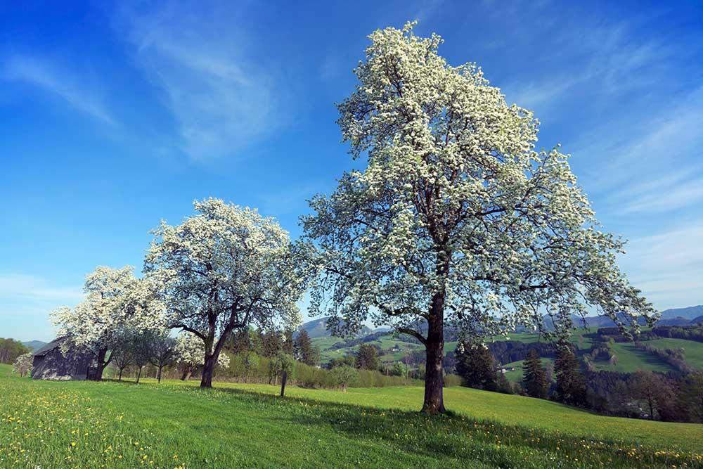 alte Birnensorten Birne Baum Bluete