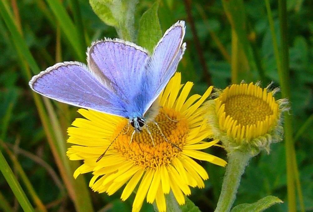 Hauhechel-Bläuling © pixabay.com Schmetterling Hauhechelblaeuling