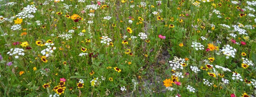 Insektensterben-Blumenwiese-Sophie-Jaeger-Katzmann © (c) Sophie Jaeger-Katzmann Insektensterben Blumenwiese