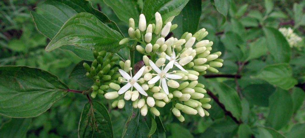 Roter Hartriegel © Roter Hartriegel Insektensterben roter Hartriegel