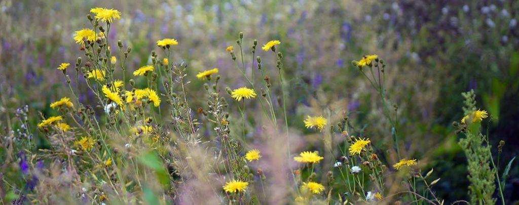 insektensterben-wildes-eck © pixabay Wildes Eck