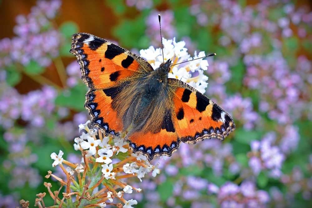 kleiner-fuchs-pixabay © (c) pixabay.com Schmetterling Kleiner Fuchs