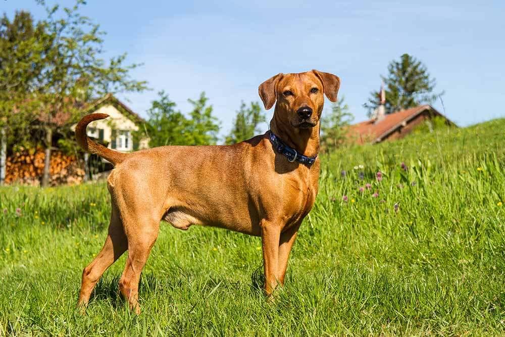 seltene-nutztierrassen-pinscher-shutterstock_Ulrich-Willmunder © (c) shutterstock / Ulrich Willmunder seltene Nutztierrassen Pinscher