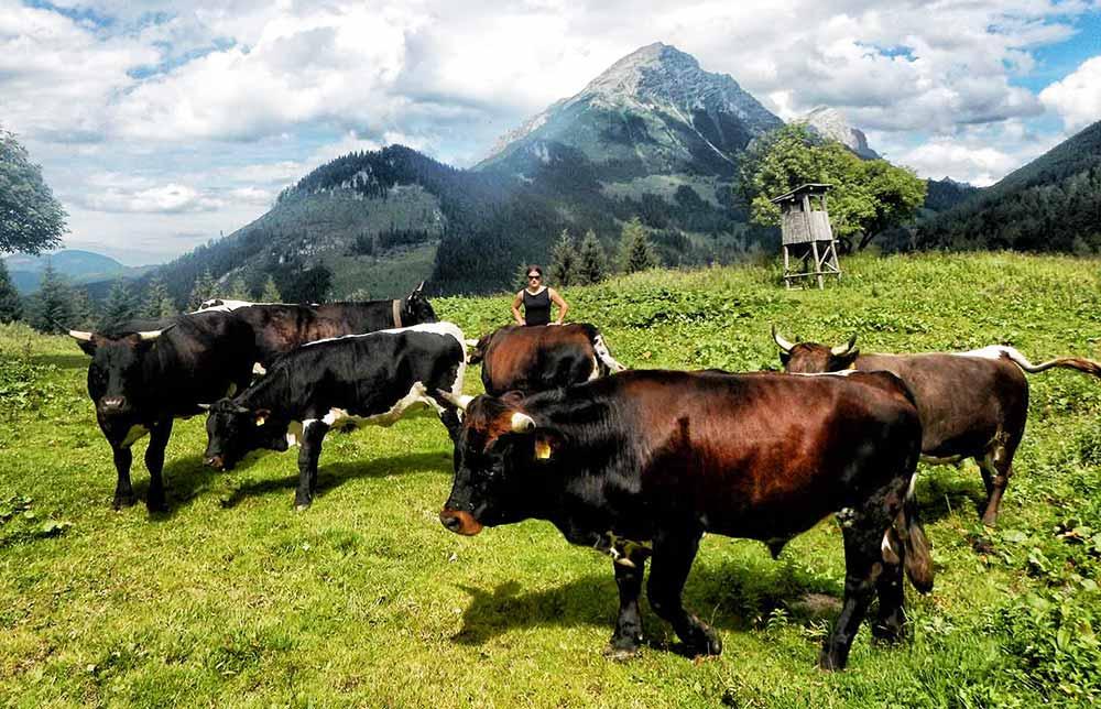 seltene-Nutztierrassen-Tuxerrinder_MausmayralmSpital © (c) Ellmauer / Tuxer Rind seltene Nutztierrassen Tuxer Rind