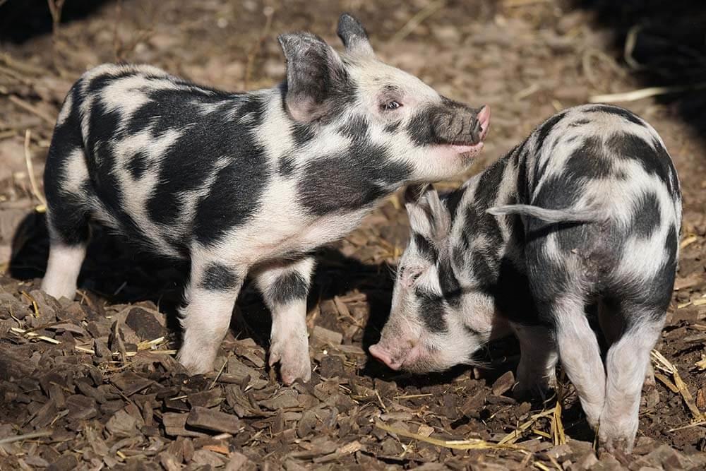 turopoje-schwein © Pixabay.com (CCO) Ferkel, Turopoje Schweine
