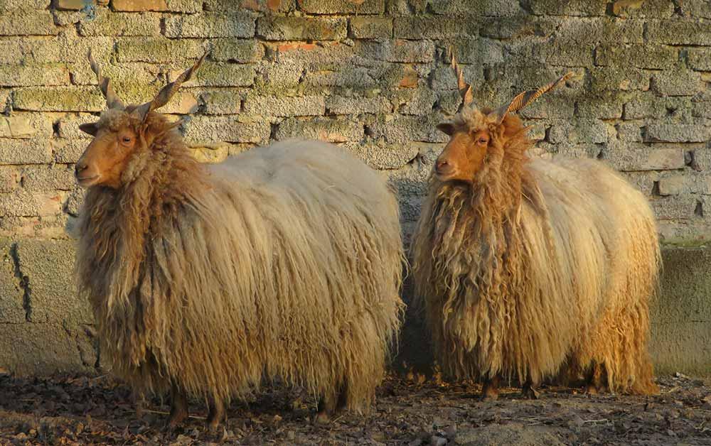 seltene Nutztierrassen Zackelschaf