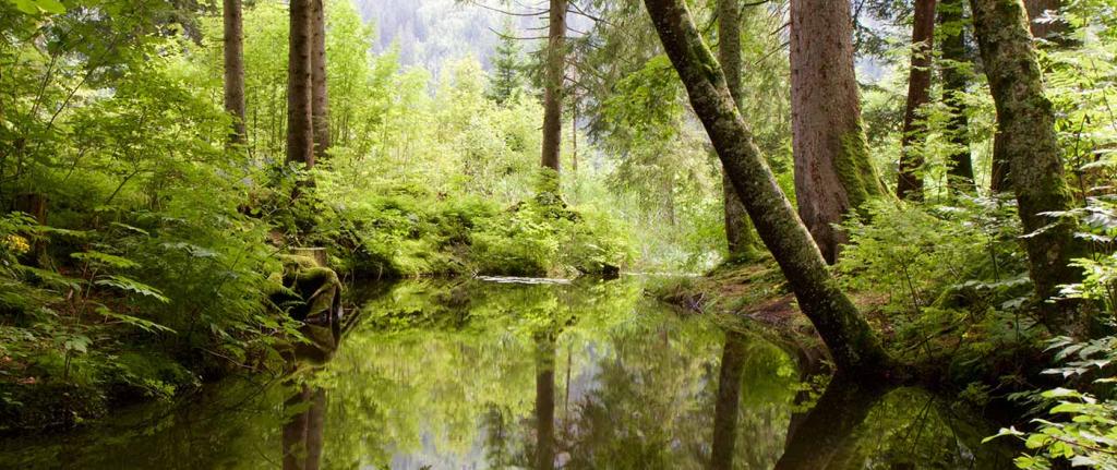 brennessel-moor-pano © (c) pixabay.com