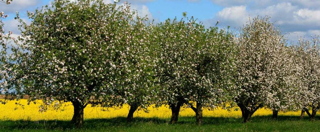 brennnessel-streuobst © Helmut Jungclaus/pixabay.com Streuobstwiese