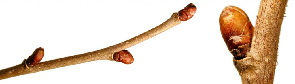 Knospen im Winter: Hasel © LACON Knospen im Winter: Hasel