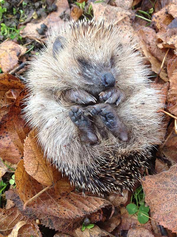 igel-schlaf © pixabay.com Igel