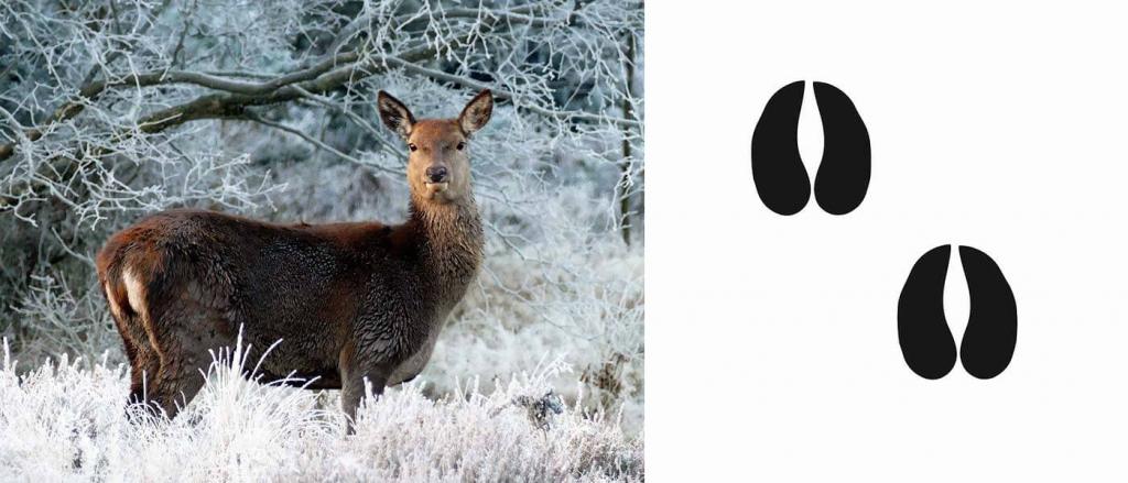wild © pixabay.com Spuren im Schnee - Wild Spur