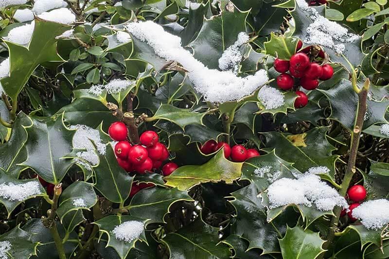 7 immergrüne Pflanzen für deinen Garten im Winter