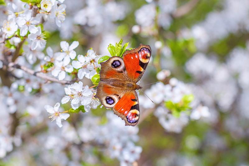 schlehe_shutterstock_sergeklein © (c) shutterstock / sergeklein Schlehe Schlehdorn