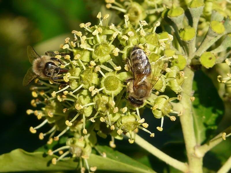 vervielfalter_efeu_biene © (c) Pixabay.com Vervielfalter Efeu edera helix