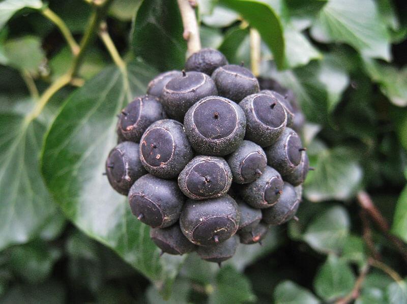 vervielfalter_efeu_fruechte © (c) pixabay.com Vervielfalter Efeu edera helix