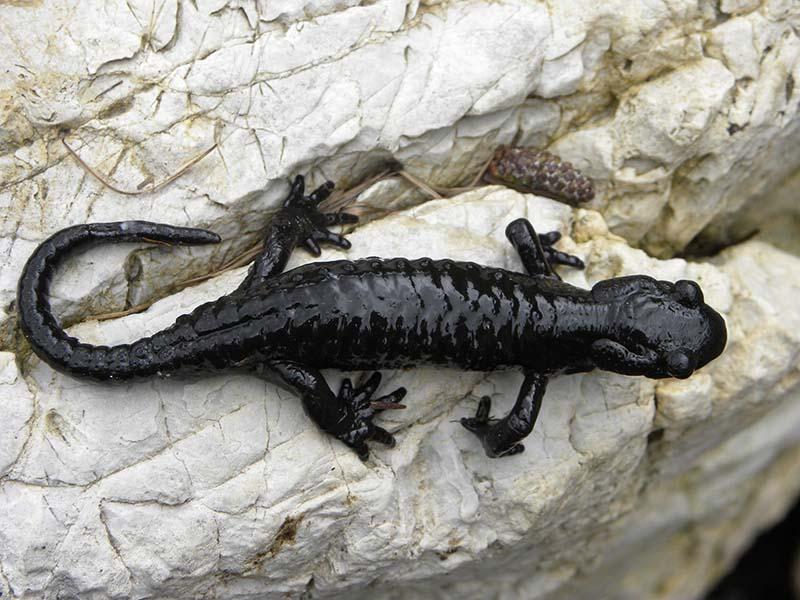 Alpensalamander 1 c robert schwarzenbacher © Alpensalamander 1 c robert schwarzenbacher Alpensalamander 1 c robert schwarzenbacher