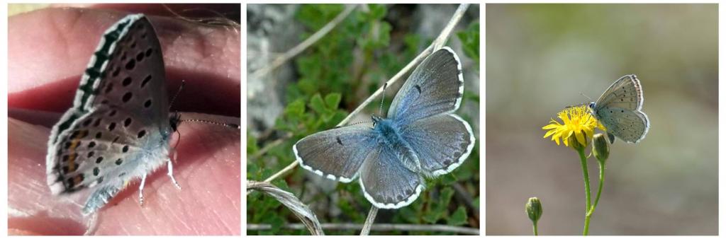 Thymian Bläuling / Blaugrauer Bläuling / Zahnflügel Bläuling © Thymian Bläuling / Blaugrauer Bläuling / Zahnflügel Bläuling Schmetterlingsreport Blaeuling
