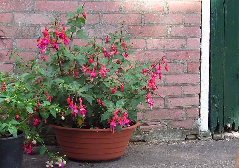 fuchsie © pixabay.com garten im fruehling