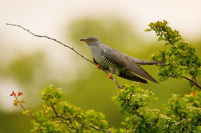Kuckuck. (c) Shutterstock / Myria Wildlife © Shutterstock / Myria Wildlife Kuckuck. -Zugvoegel im Fruehling