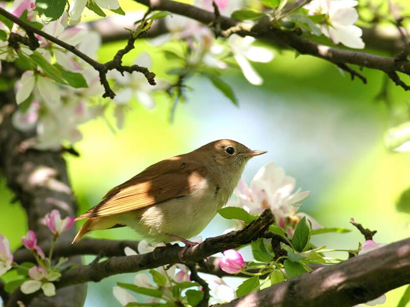Nachtigall. © Shutterstock / Borislav Borisov Nachtigall - Zugvoegel im Fruehling