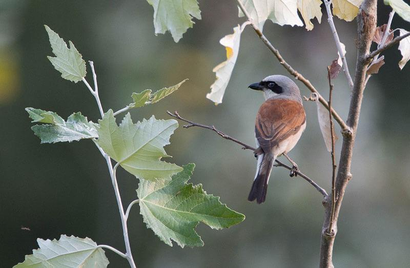 Neuntöter © Pixabay Neuntoeter - Zugvoegel im Fruehling