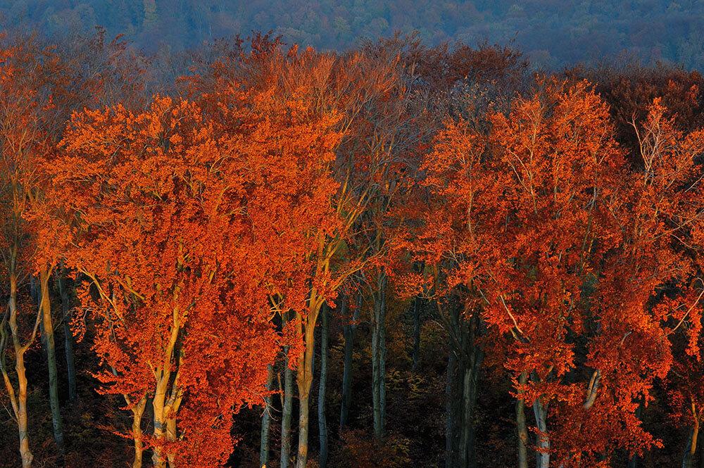 Wienerwald - Colors of fall at sunrise