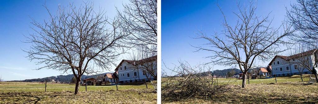 Obstbaumschnitt_vorher_nachher © Blühendes Österreich / Alex Papis vorher - nachher Obstbaumschnitt Streuobstwiese